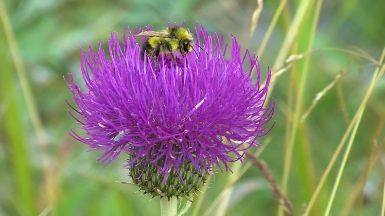 Bumble Bee (Bombus frigidus) on Thistle flower 1